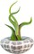 Alfonso Sea Urchins 2"-3" and Medusa Caput Tillandsia Air Plant 4"-5" Set